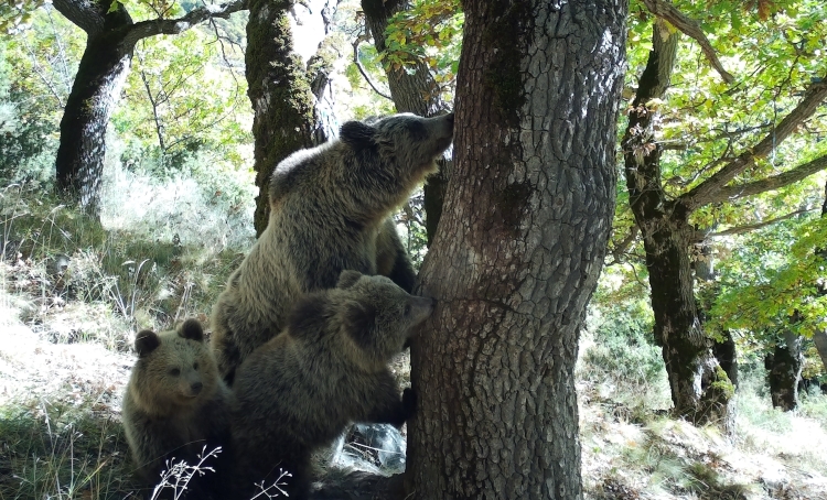 One of the bears photographed in the Pyrenees during the LoupO research on October 24, 2021 (by Catalan climate action ministry via ACN)